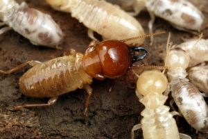 Termites crawling on the ground, highlighting the need for pest control services by Knock Out Pest Control Illawarra.